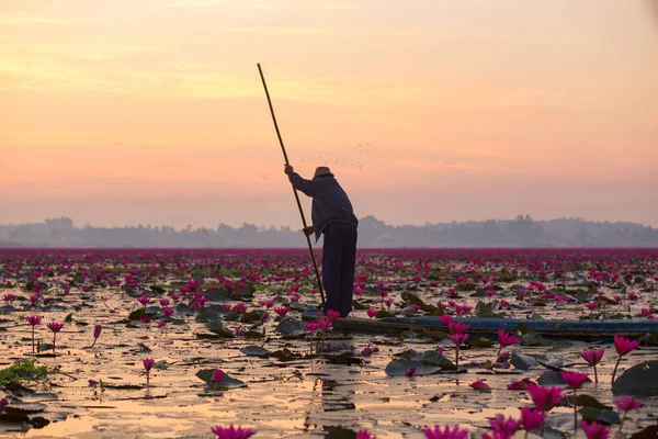 Fischer Fangen Während Des Sonnenaufgangs See Schönen Rosafarbenen Lotus Fische — Stockfoto