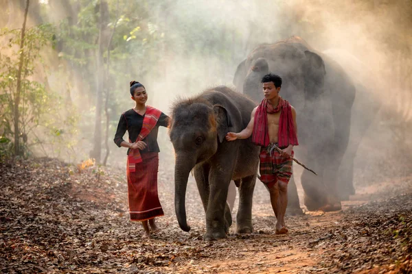 Elefant familj i Surin promenader i skogen på Chang village — Stockfoto