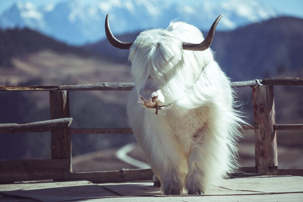 White yak, very beautiful