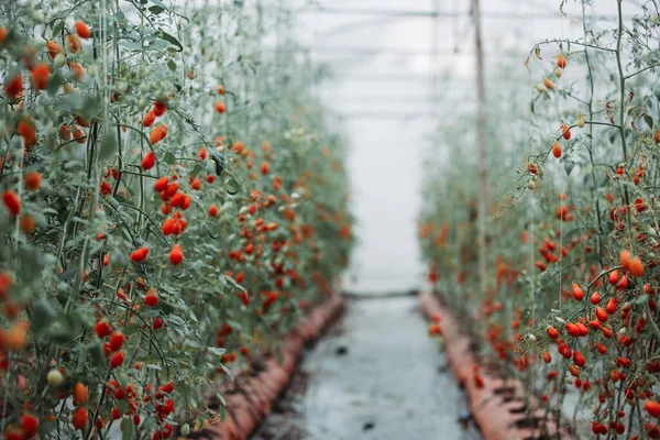 Bagas Tomate Estufa — Fotografia de Stock