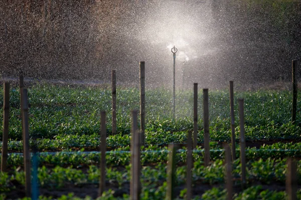 Agricultura Molhando Springer Flor Jardim — Fotografia de Stock