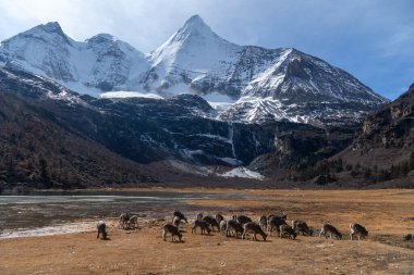 Snow mountain range of Yading Nature Reserve, Daocheng China clipart
