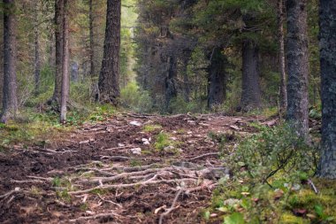 Orman, Altay Dağları, Rusya yolunda