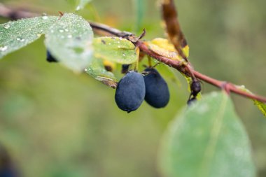 Altay dağlarında huckleberries