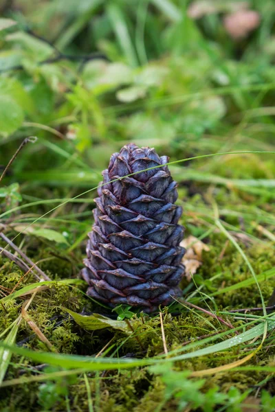 Cedar cone on the grass — Stock Photo, Image