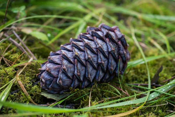 Cedar cone on the grass — Stock Photo, Image