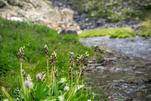 Flor na margem do rio, montanhas Altai, Rússia — Fotografia de Stock