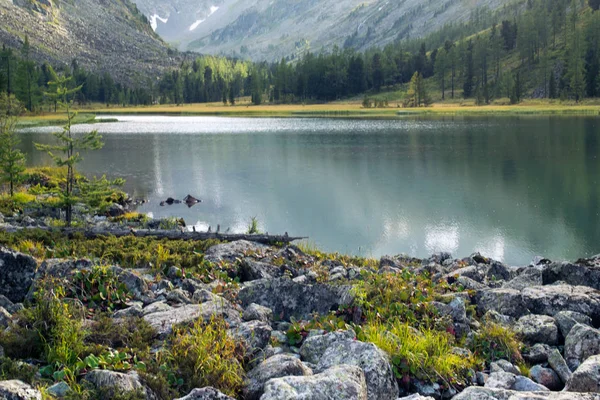 Riva del lago, montagne Altai, Russia — Foto Stock