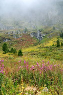 Willowweed ve şelale Altay Dağları, Rusya Federasyonu
