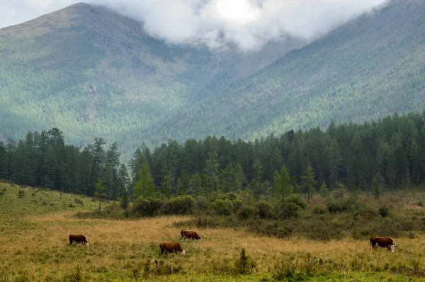 Pasture of cows in the Altai mountains, Russia — Stock Photo, Image