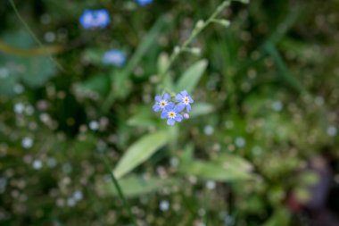 Unutma çiçek Altay Dağları, Rusya Federasyonu