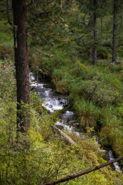Nehirde Altay Dağları, Rusya Federasyonu