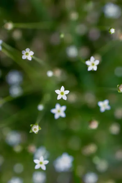 Bílé malé květy v pohoří Altaj, Rusko — Stock fotografie