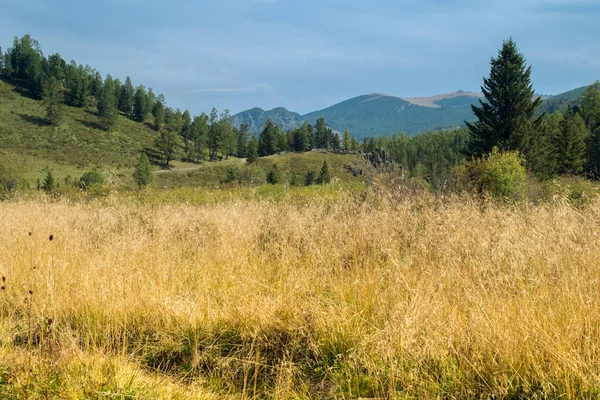 Жовте поле, гори Алтай, Росія — стокове фото