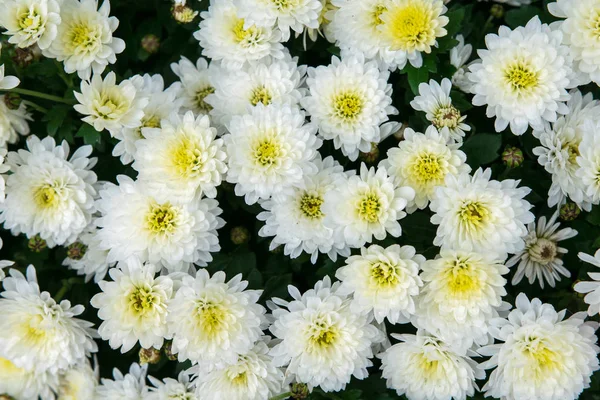 Texture de chrysanthème blanc — Photo