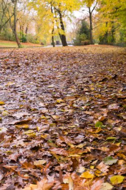 Bruges, Belçika Minnewater Park'ta Altın Sonbahar