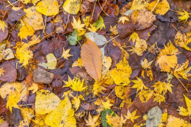 Altın yapraklar doku