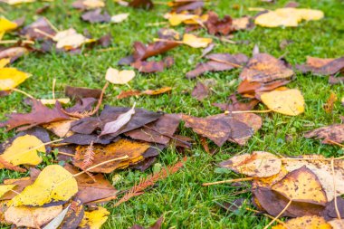 Altın yapraklar ve yeşil çim dokusu