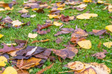 Altın yapraklar ve yeşil çim dokusu