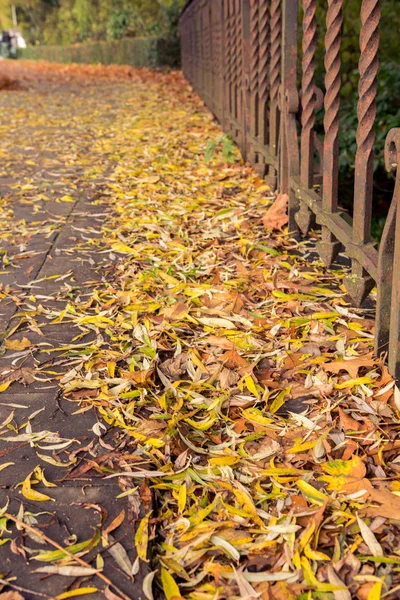 Fogliame sul marciapiede, autunno dorato nel parco Minnewater di Bruges, Belgio — Foto Stock