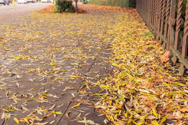 人行道上的树叶, 比利时布鲁日 minnewater 公园的金秋 — 图库照片