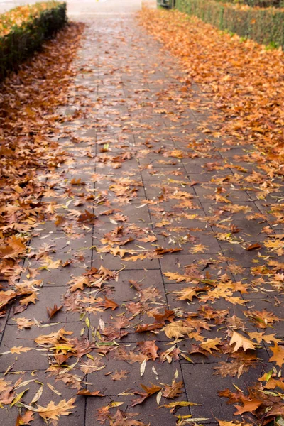 Foliage on the pavement, golden autumn in Minnewater park in Bruges, Belgium — Stock Photo, Image