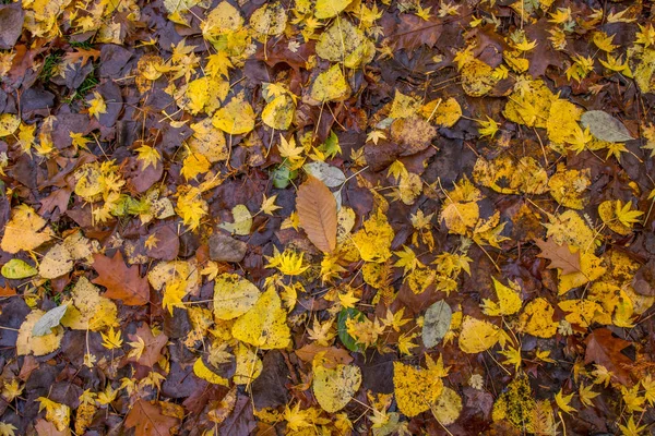 Golden foliage texture — Stock Photo, Image