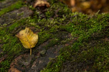 Sarı yaprak üzerinde yosun