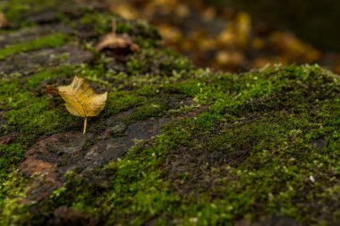 Sarı yaprak üzerinde yosun