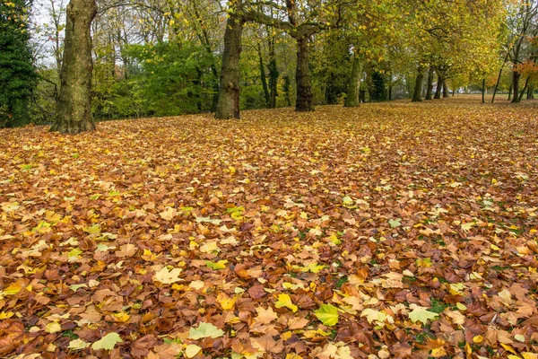 Golden autumn in Minnewater park in Bruges, Belgium — Stock Photo, Image