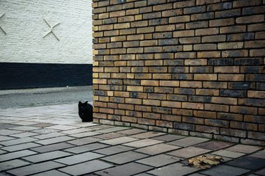 Bruges, Belçika sokakta tuğla duvarın arkasında siyah kedi