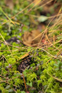 Yeşil yosun üzerinde sedir konisi
