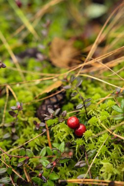 Kızılcık üzerinde yeşil yosun