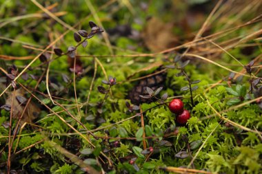 Kızılcık üzerinde yeşil yosun