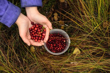 Kızılcık eller ve kova arka planda