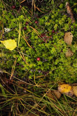 Kızılcık üzerinde yeşil yosun
