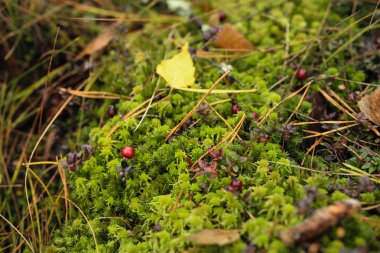 Kızılcık üzerinde yeşil yosun