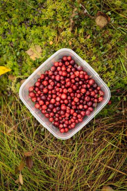 Kızılcık çimenlerin üzerinde plastik kova