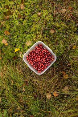 Kızılcık çimenlerin üzerinde plastik kova