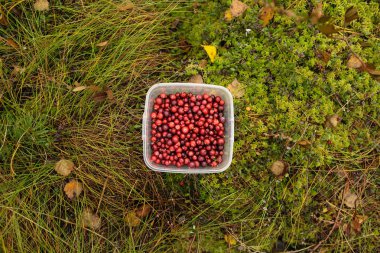 Kızılcık çimenlerin üzerinde plastik kova