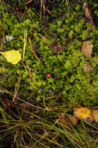 Kızılcık üzerinde yeşil yosun