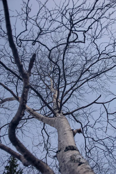 Ağaç gövde ve mavi gökyüzü — Stok fotoğraf