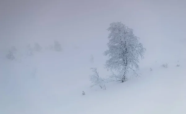 在俄罗斯的拉普兰，科拉半岛的冬景 — 图库照片