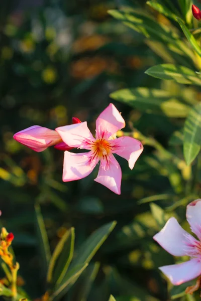 Sunlited rosa Nerium — Stockfoto