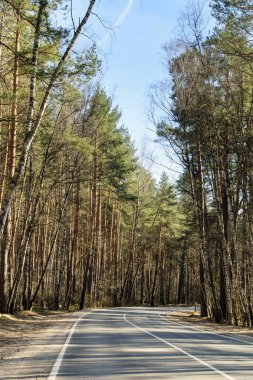 Bahar orman yolu ile gölgelerde Moscow Region, Rusya Federasyonu