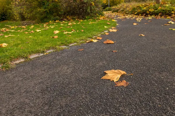 Maple leaf on the asphalt path in the park — Stock Photo, Image