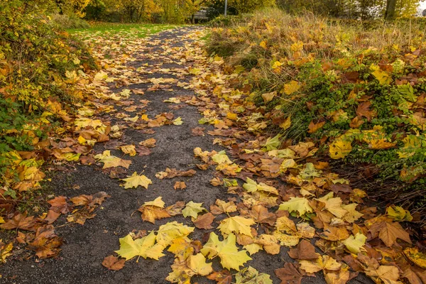 Maple foliage on the asphalt path in the park — Stock Photo, Image