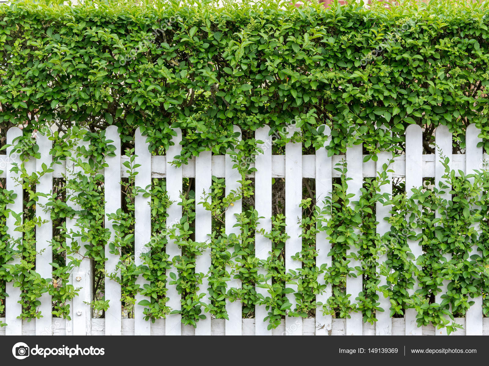 Fresh Spring Green Grass And Leaf Plant Over Wood Fence Background Wooden Fence And Grass Seamless Closeup Texture Of White Garden Fence Stock Photo Image By C Ann Minsk Fresh Spring Green Grass And Leaf Plant Over Wood Fence Background Wooden Fence And Grass Seamless Closeup Texture Of White Garden Fence Stock Photo Image By C Ann Minsk