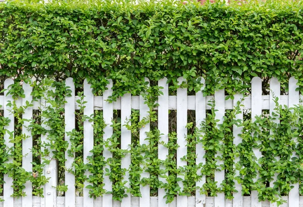 ウッド フェンスの背景に植物の新鮮な春の緑の草や葉/木製フェンスと草/シームレスな白い庭のフェンスのテクスチャをクローズ アップ — ストック写真