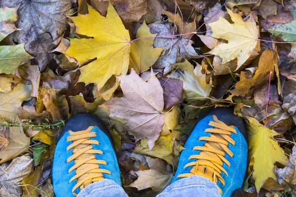 Otoño bosque caminar tema azul zapatos en hojas —  Fotos de Stock
